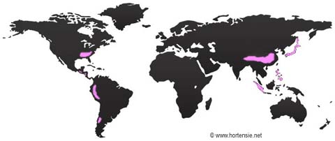Weltweite Verbreitung der Hortensie